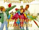 Питомник – разведения птиц. Продажа попугаев, канареек.