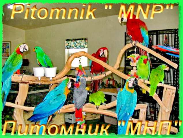 Элитпопугаи из питомника "МНП", продаю. Клетки, корм, минералы.