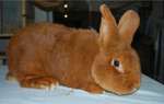 Продаем кроликов породы Новозеландская красная,  Калифорнийская,  Серебристый