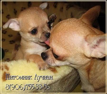 Чихуахуа (чихуа хуа) Щенки продажа. Чихуахуа (чихуа хуа) Щенки продажа.