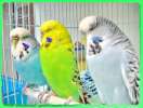 Волнистые попугаи выстовочного типа, есть обычные.