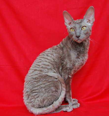 Корниш рекс - кудрявые котята. Корниш рекс - кудрявые котята.