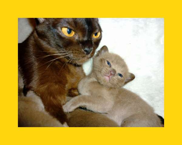 Бурманские котята ! Бурманские котята !