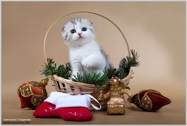 Шотландские котята Шотландские котята