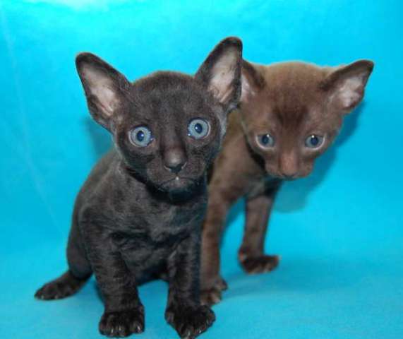 Корниш рекс - кудрявые котята. Корниш рекс - кудрявые котята.