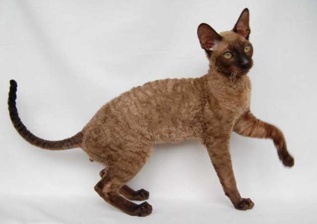 Корниш рекс - кудрявые котята. Корниш рекс - кудрявые котята.
