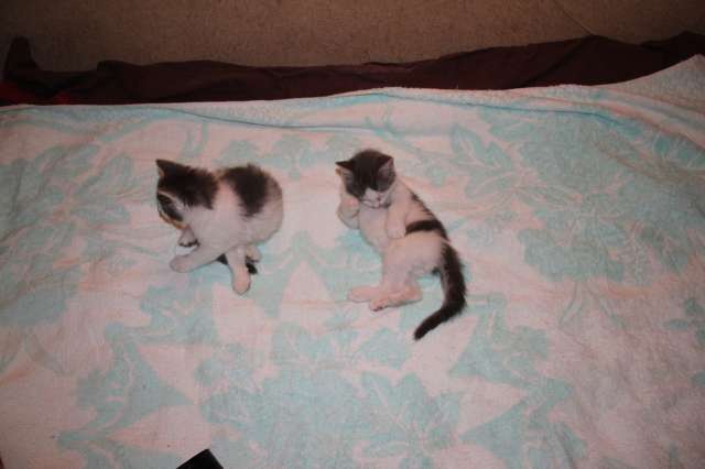 Котята в хорошие руки Котята в хорошие руки