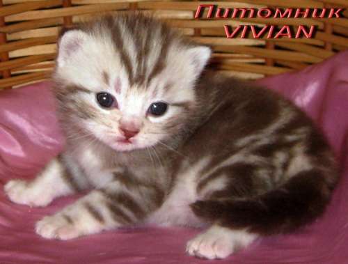 Британские черные котята из питомнка VIVIAN. Британские черные котята из питомнка VIVIAN.