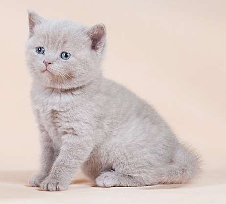 Британский котенок Геркулес! Британский котенок Геркулес!