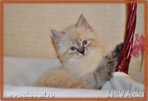 Невские маскарадные котята Невские маскарадные котята