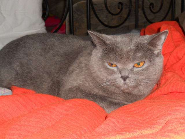 Отдам кошку британца 5 лет Отдам кошку британца 5 лет