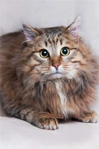 В дар роскошные коты и кошечки сибирской породы В дар роскошные коты и кошечки сибирской породы