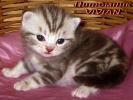 Британские мраморные котята из питомнка VIVIAN.
