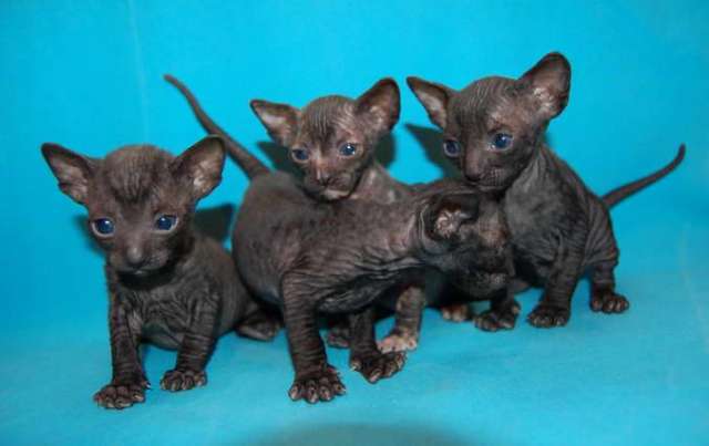 Корниш рекс - кудрявые котята.