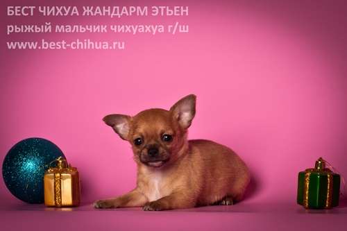 Чихуахуа щеночки редких окрасов в рассрочку Чихуахуа щеночки редких окрасов в рассрочку