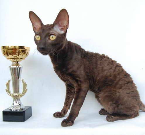 Корниш рекс - кудрявые котята. Корниш рекс - кудрявые котята.