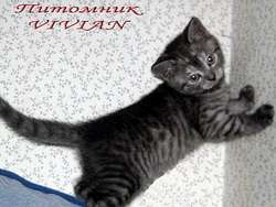 Британские дымные котята из питомнка VIVIAN. Британские дымные котята из питомнка VIVIAN.
