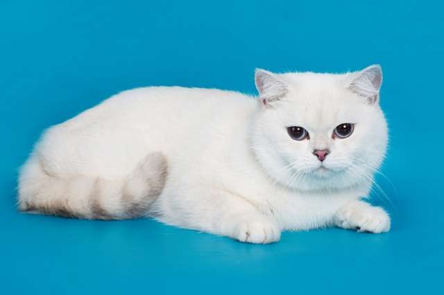 Синеглазая шиншилла, кот Синеглазая шиншилла, кот