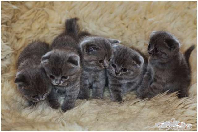 ШОТЛАНДСКИЕ КОТЯТА ШОТЛАНДСКИЕ КОТЯТА
