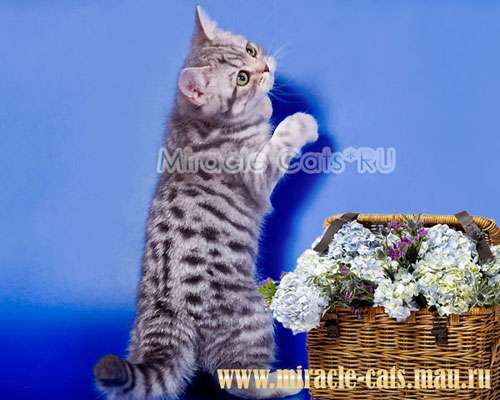 БРИТАНСКИЕ КОТЯТА РИСУНЧАТЫЕ АРИСТОКРАТЫ ДЛЯ ВАС ! 8-905-572-70-72 БРИТАНСКИЕ КОТЯТА РИСУНЧАТЫЕ АРИСТОКРАТЫ ДЛЯ ВАС ! 8-905-572-70-72