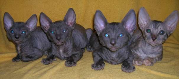 Корниш рекс - кудрявые котята. Корниш рекс - кудрявые котята.