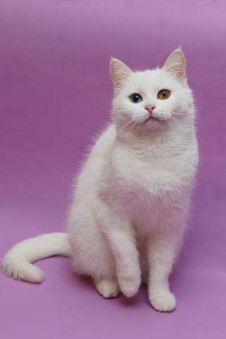 Эми - кошка-мечта Эми - кошка-мечта