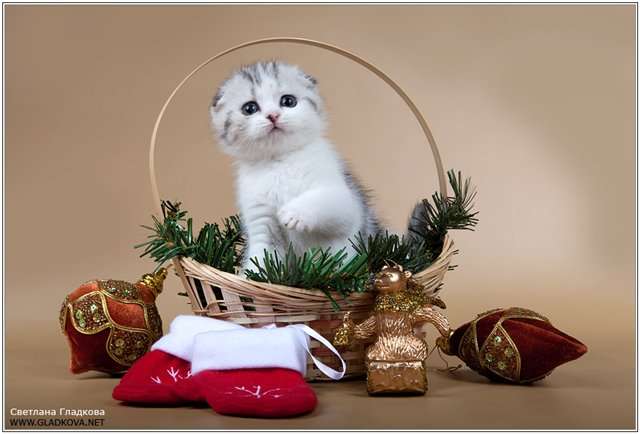 Шотландские вислоухие котята Шотландские вислоухие котята