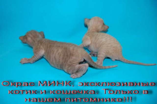 Корниш рекс - Уникальный помет! Корниш рекс - Уникальный помет!