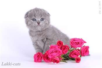 шотландские котята на 8марта шотландские котята на 8марта
