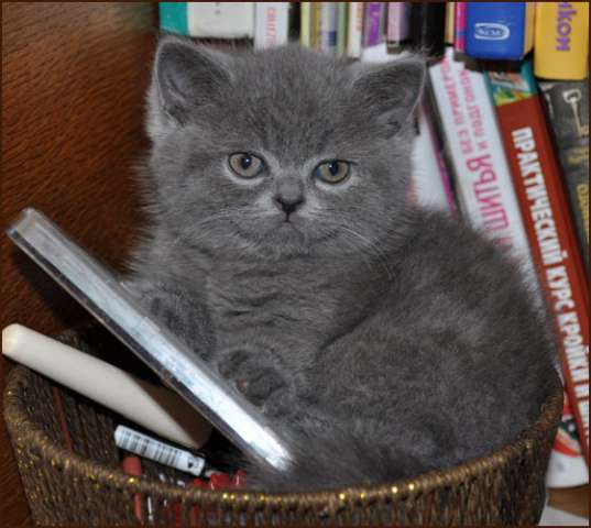 Шотландский крупный котик голубого окраса Шотландский крупный котик голубого окраса
