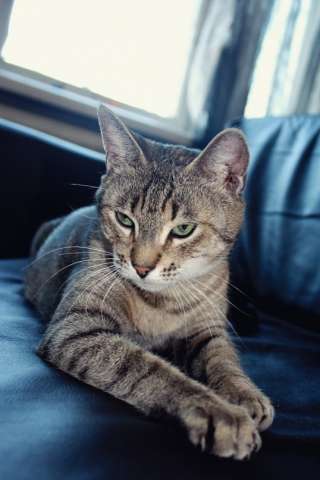 Кошечку полосатую отдам в добрые руки Кошечку полосатую отдам в добрые руки