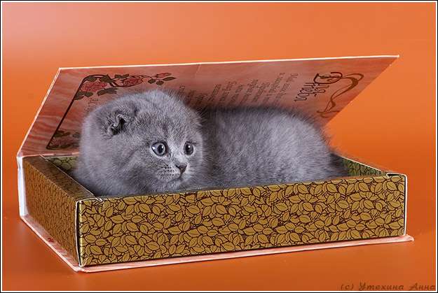(СКОТИШ-ФОЛД) . малыша зовут Лерой-Leroy(по англ-король!) (СКОТИШ-ФОЛД) . малыша зовут Лерой-Leroy(по англ-король!)