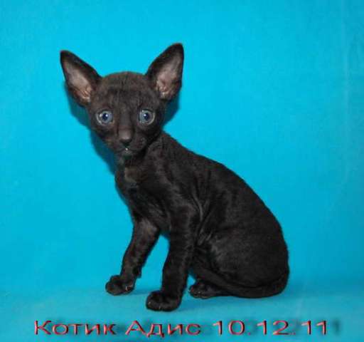 Корниш рекс - кудрявые котята. Корниш рекс - кудрявые котята.