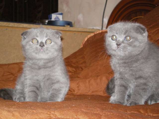 ШОТЛАНДСКИЕ ВИСЛОУХИЕ КОТЯТА ШОТЛАНДСКИЕ ВИСЛОУХИЕ КОТЯТА
