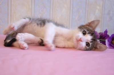 Сладкий котенок-мальчик, 2 мес в добрые руки! Сладкий котенок-мальчик, 2 мес в добрые руки!