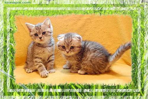 Корниш рекс - кудрявые котята. Корниш рекс - кудрявые котята.
