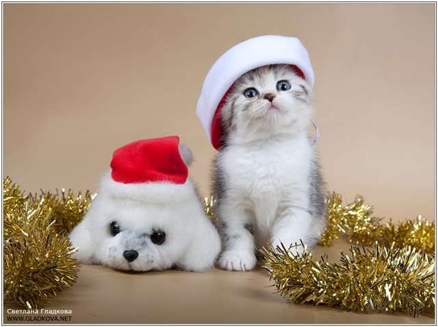 Шотландские вислоухие котята Шотландские вислоухие котята
