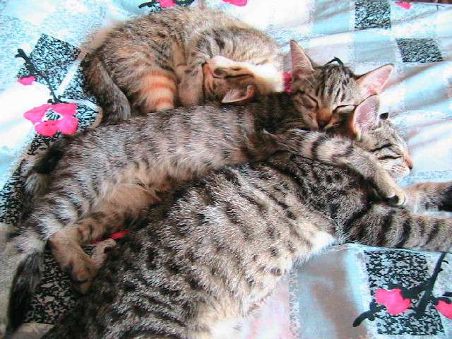 Мраморные котята Мраморные котята