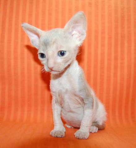 Корниш рекс - кудрявые котята. Корниш рекс - кудрявые котята.