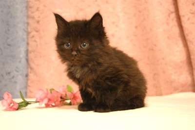 Сладкие и пушистые котята, 1.5 мес! Сладкие и пушистые котята, 1.5 мес!
