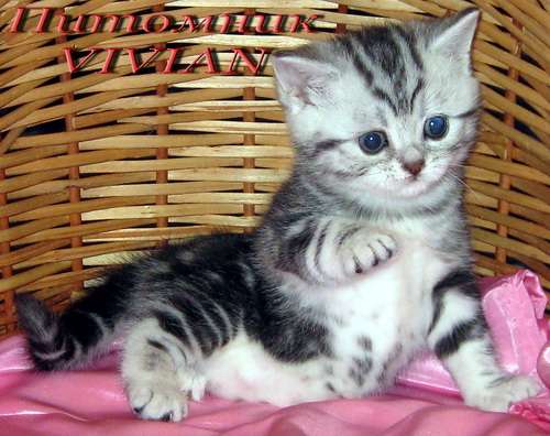 Британские котята черный мрамор на серебре из питомника VIVIAN. Британские котята черный мрамор на серебре из питомника VIVIAN.