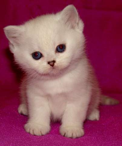 Котята британская шиншилла. Котята британская шиншилла.