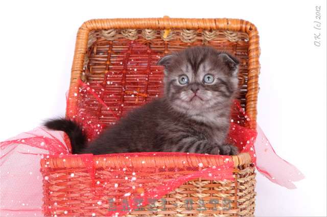 шотландские котята на 8марта шотландские котята на 8марта