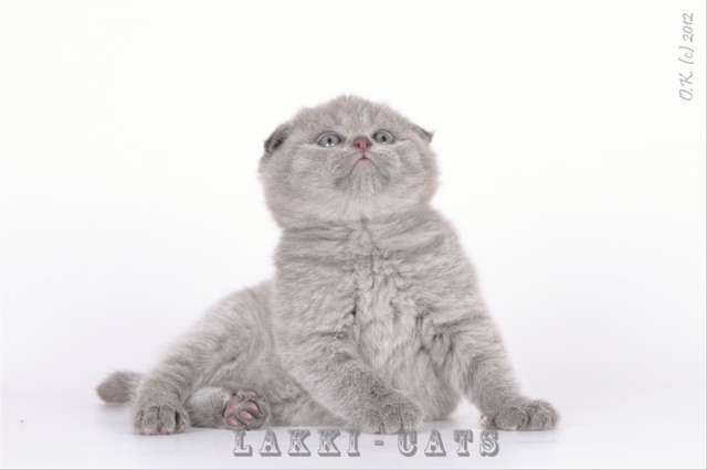 (СКОТИШ-ФОЛД) . малыша зовут Лерой-Leroy(по англ-король!) (СКОТИШ-ФОЛД) . малыша зовут Лерой-Leroy(по англ-король!)
