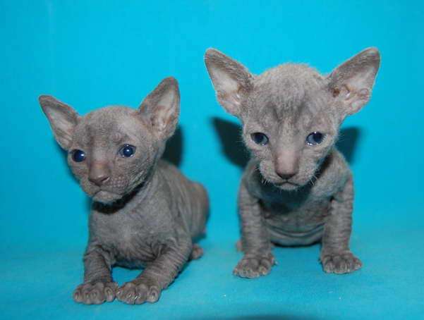 Корниш рекс - кудрявые котята. Корниш рекс - кудрявые котята.