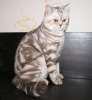 Британский кот редкого окраса приглашает на вязку