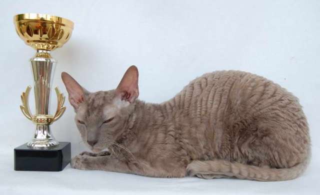 Корниш рекс - кудрявые котята. Корниш рекс - кудрявые котята.