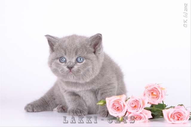 Ты кисонька...Ты Радость...Ты Цветок.. Ты кисонька...Ты Радость...Ты Цветок..