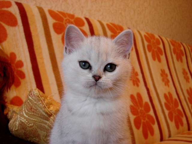 Кошечка британская шиншилла. Кошечка британская шиншилла.
