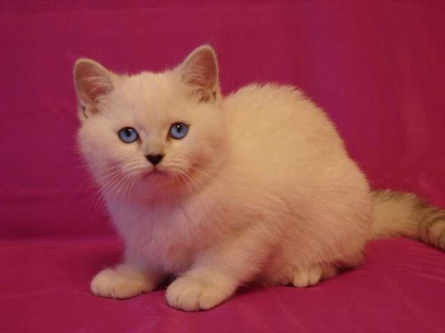 Элитный британский котик шиншилла с голубыми глазами! Элитный британский котик шиншилла с голубыми глазами!